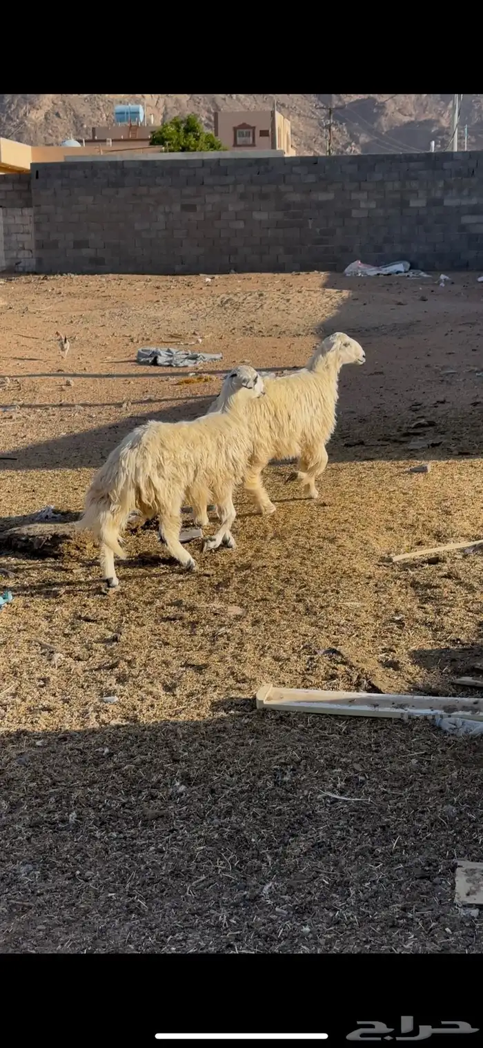 خرفان 4