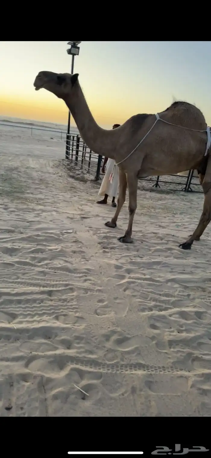 عشرا صفرا طيبه حدرها قعود فل 0