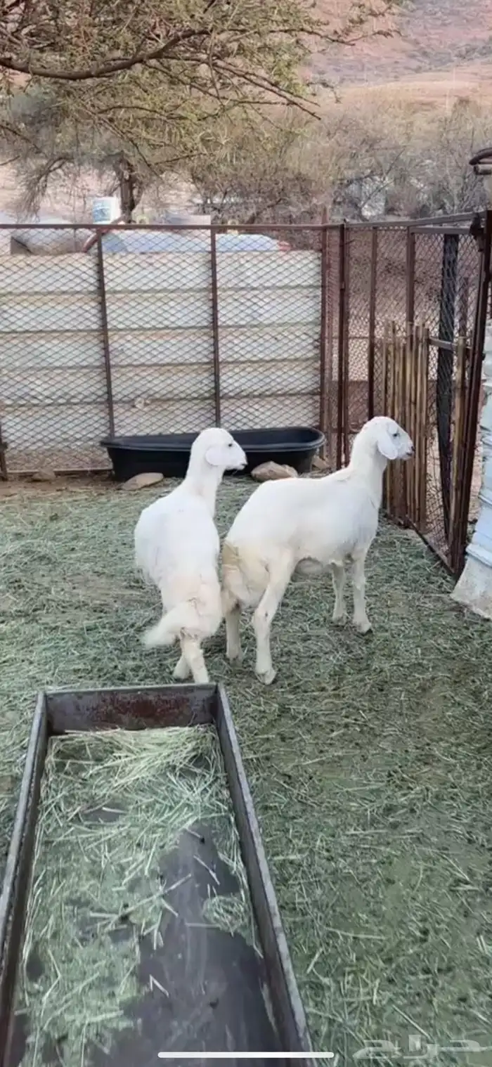 بهم كفوو 2