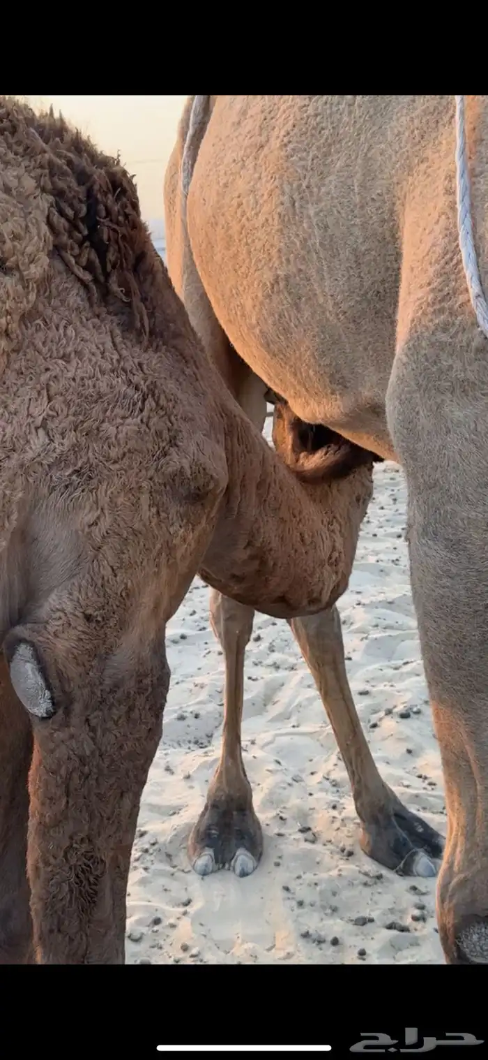 عشرا صفرا طيبه حدرها قعود فل 6