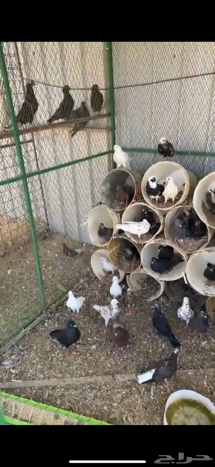 عشة قطايف للبيع 2
