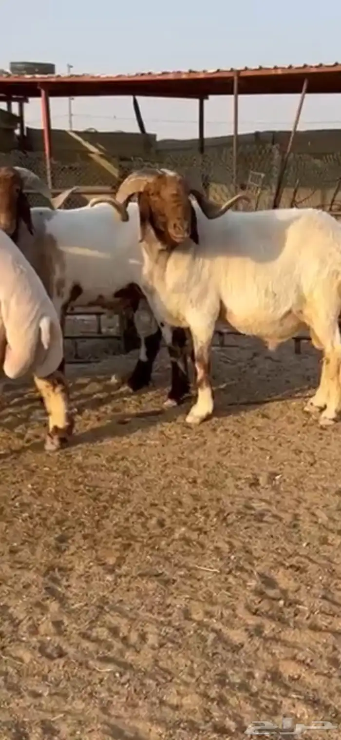 فحول أنعيم طيبه اللبييع 1