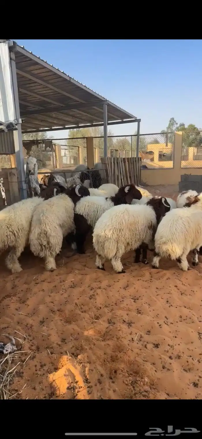 خرفان نعيم 1