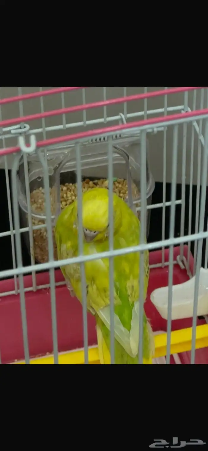 بادجي 7