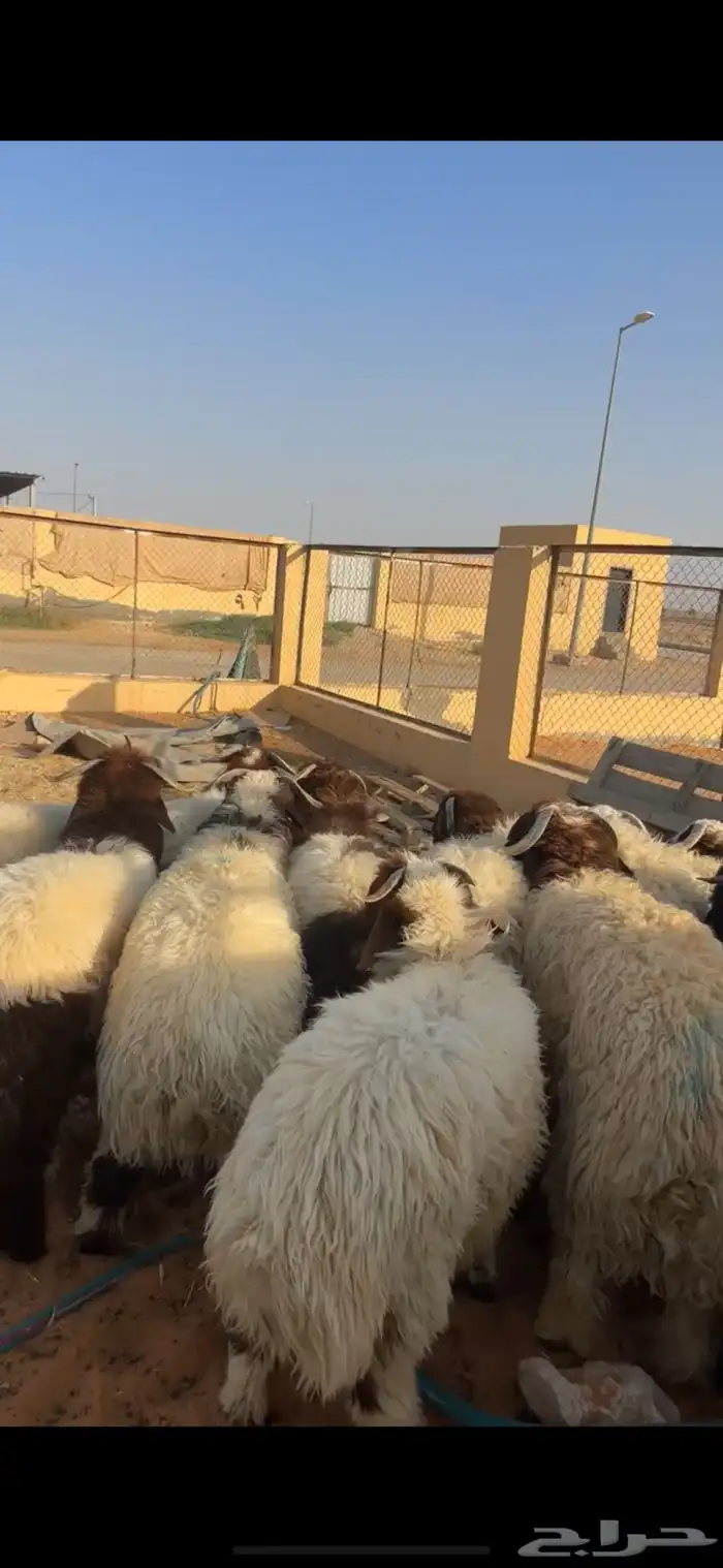 خرفان نعيم 6