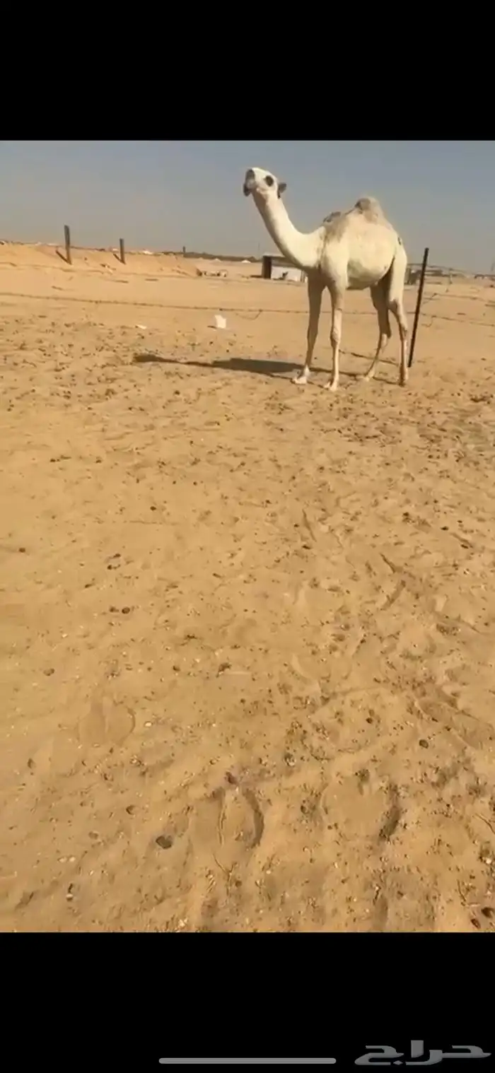 قعود كفوو 1