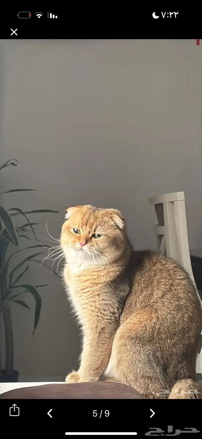 قط ذكر سكوتش طالب تزاوج 0