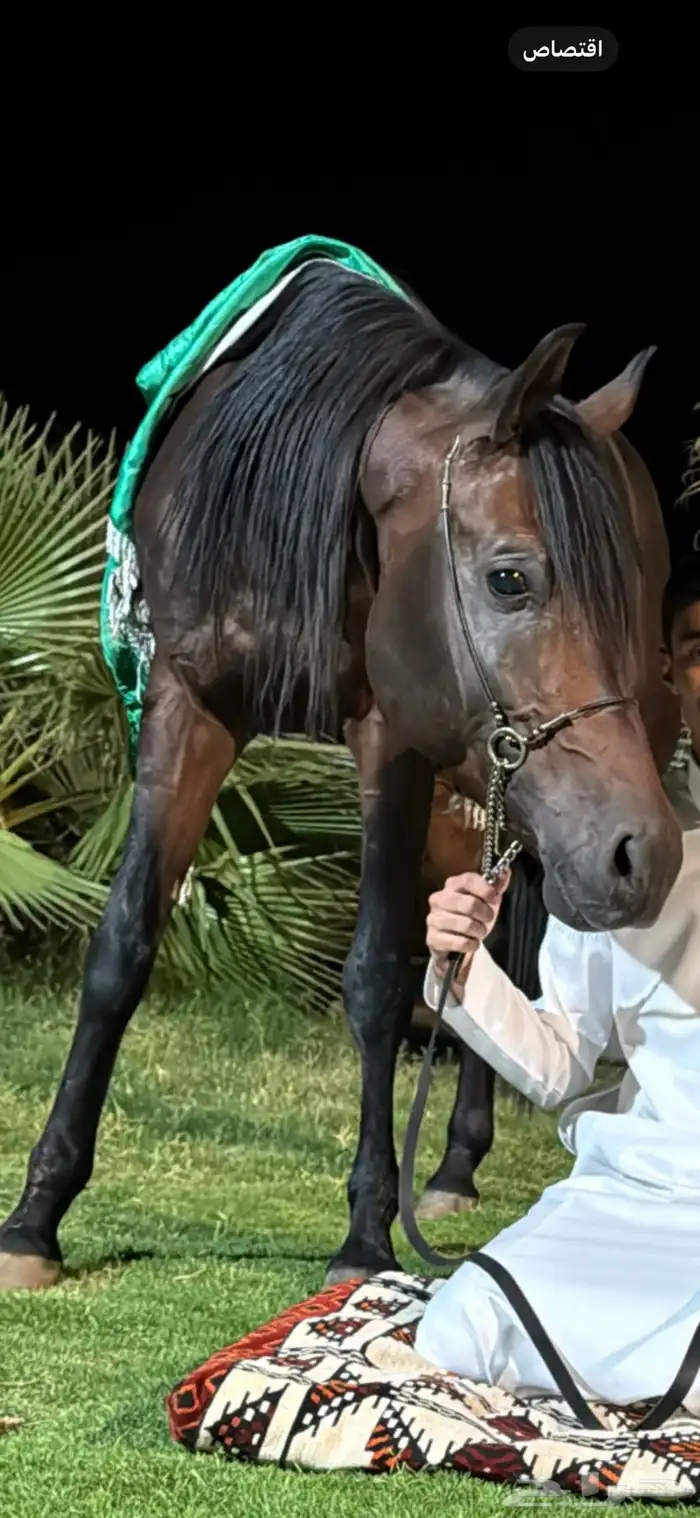 حصان واهو شيخ حفيد مروان الشقب 1