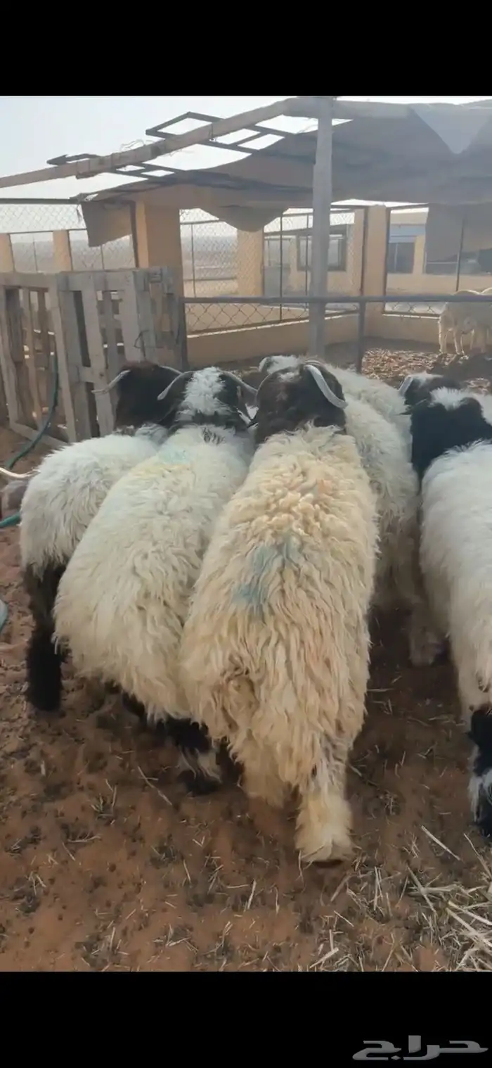 خرفان نعيم 2