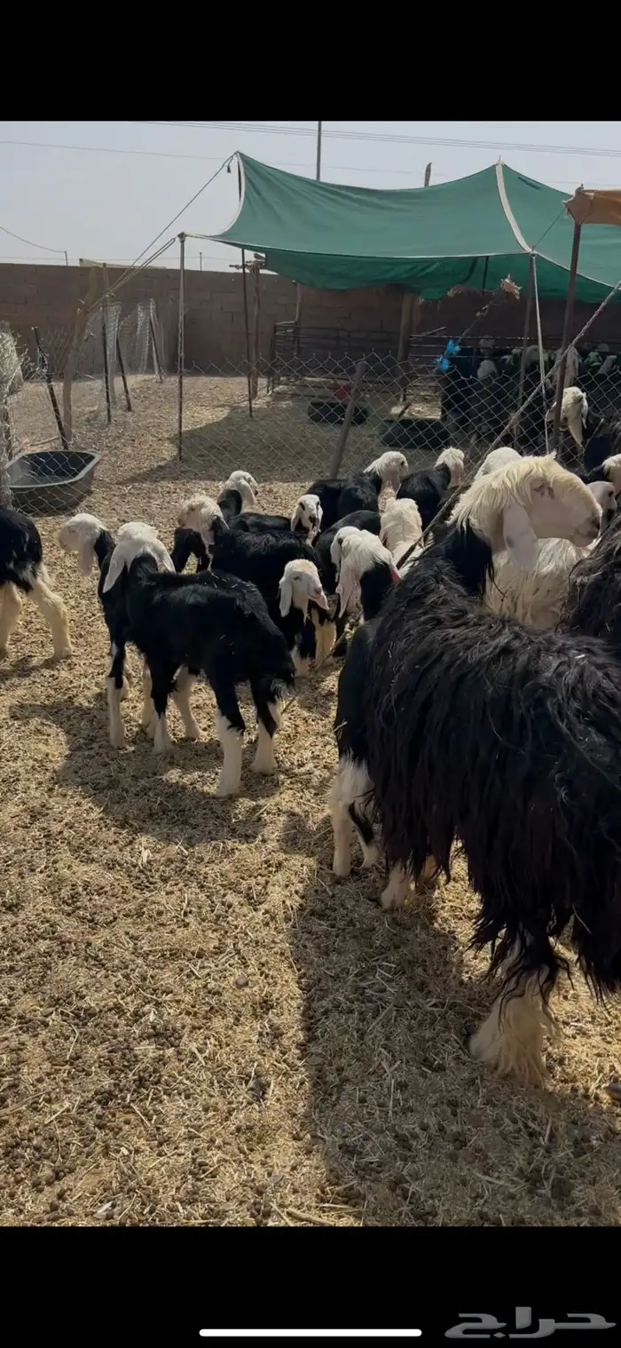 للبيع غنم نجد مواليد 5