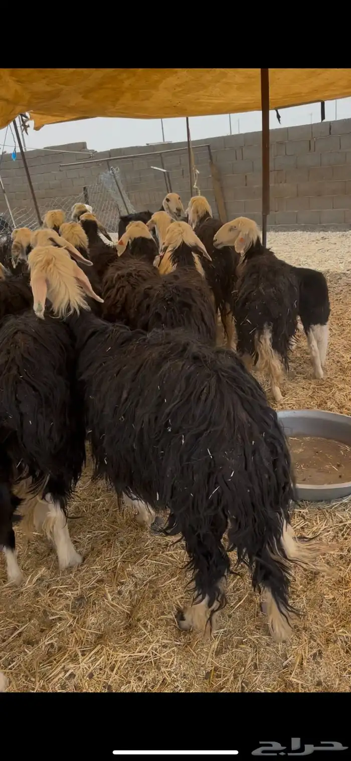 للبيع غنم نجد مواليد 3