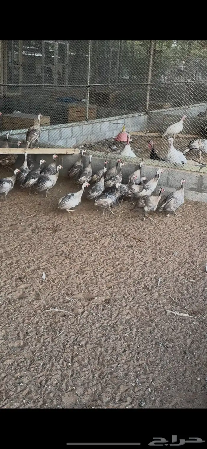 مشروع حبشي منتج الوان مميزه 3