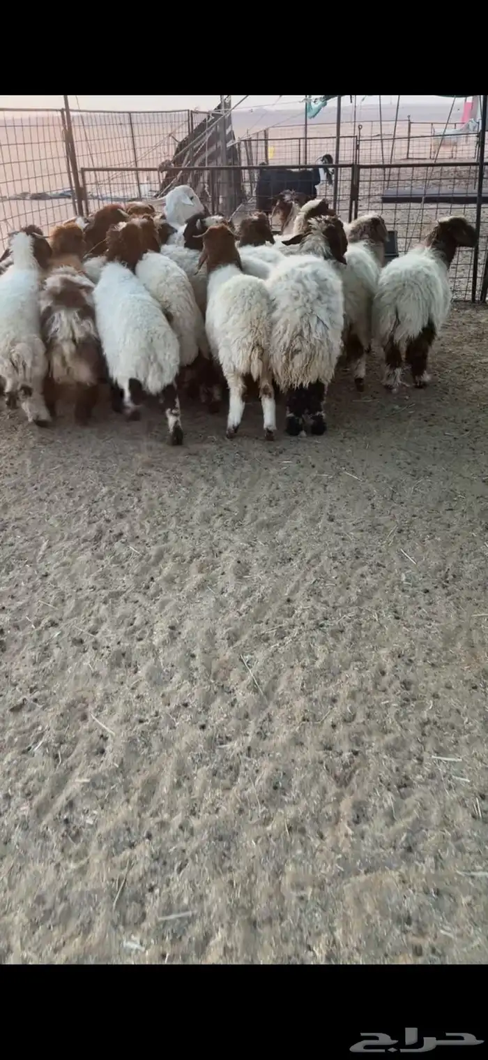 بهم نعيم طيب 2