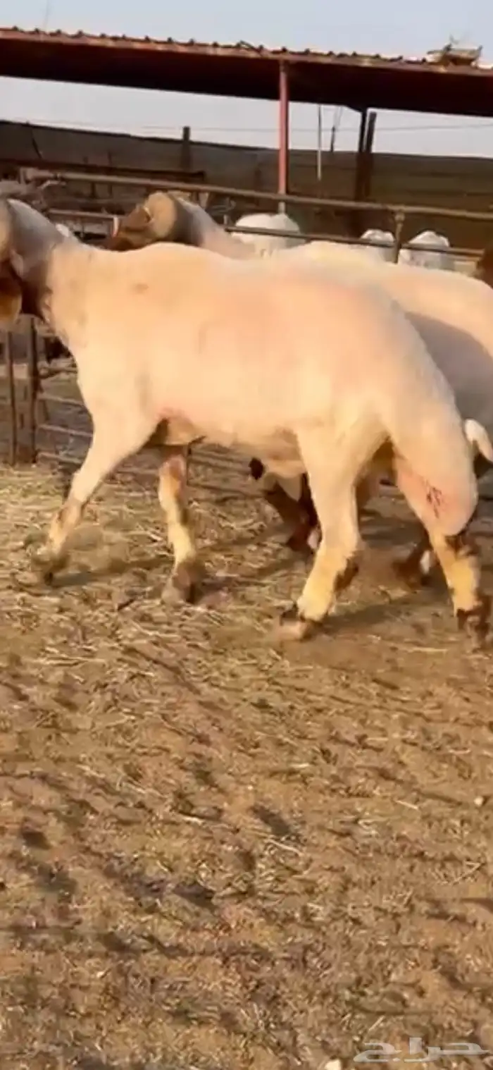 فحول أنعيم طيبه اللبييع 10