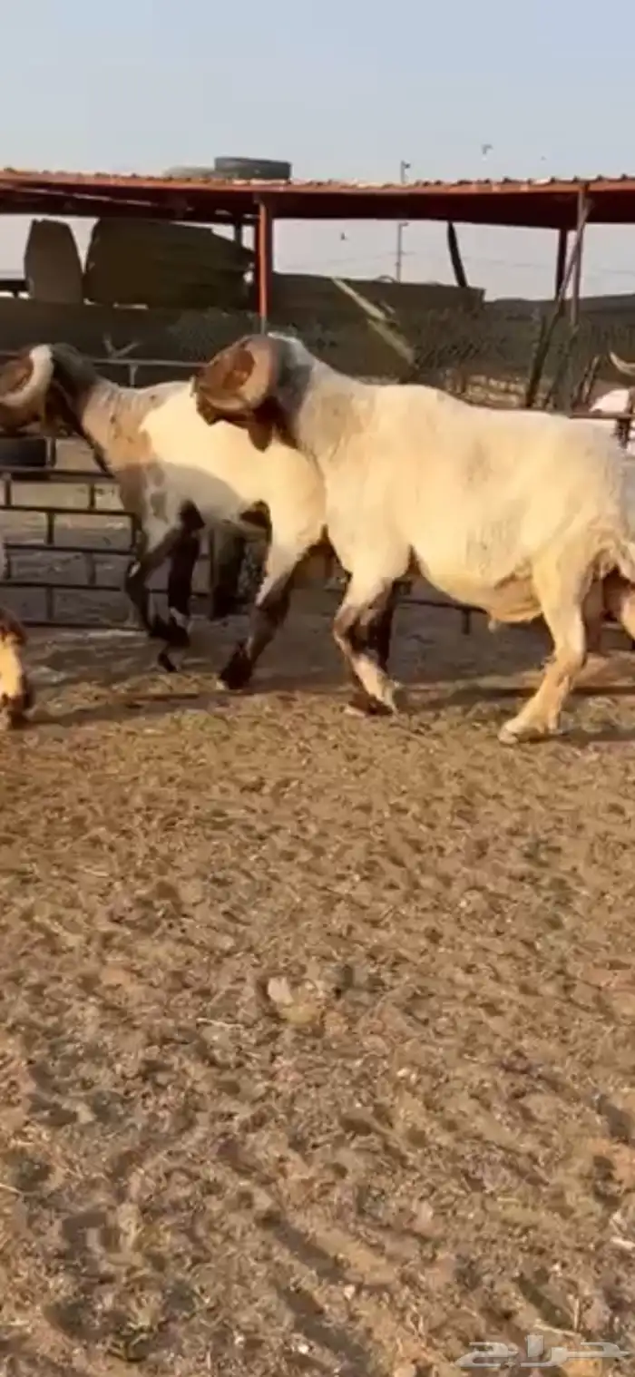 فحول أنعيم طيبه اللبييع 0