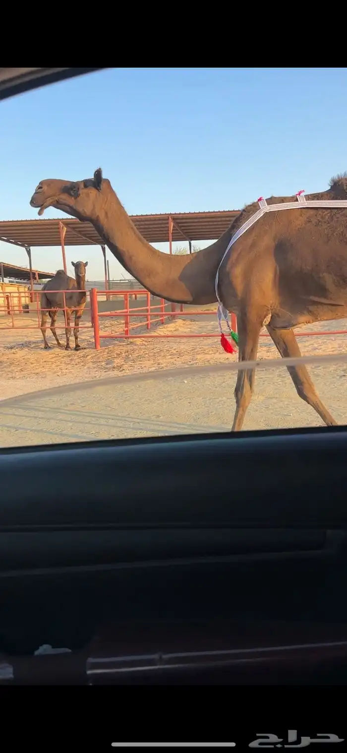 ناقع مجهم ضروبه مسحوبه بنتها من تحتها ام ثالث 3
