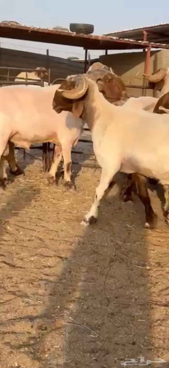 فحول أنعيم طيبه اللبييع 13