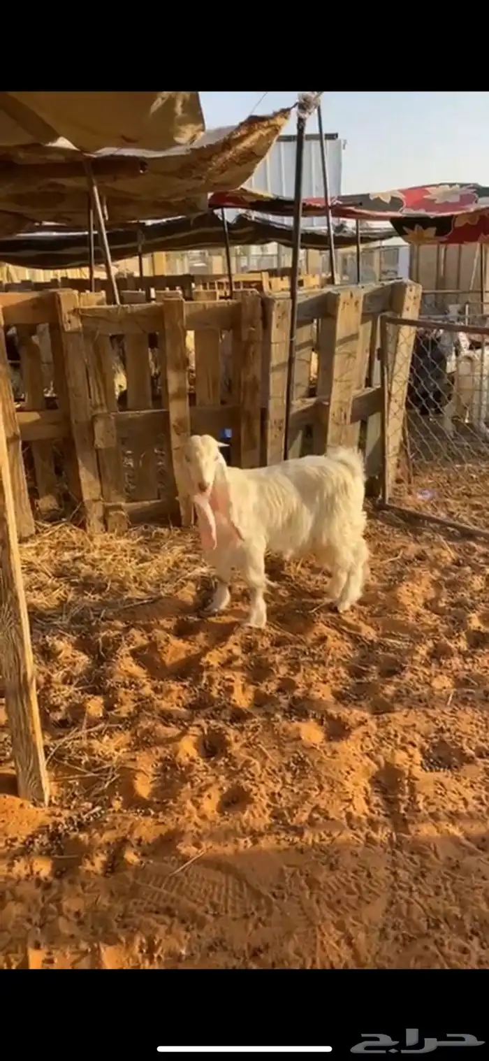 تيس عمره 5 شهور شحمم والظهر حد الغلاق 3