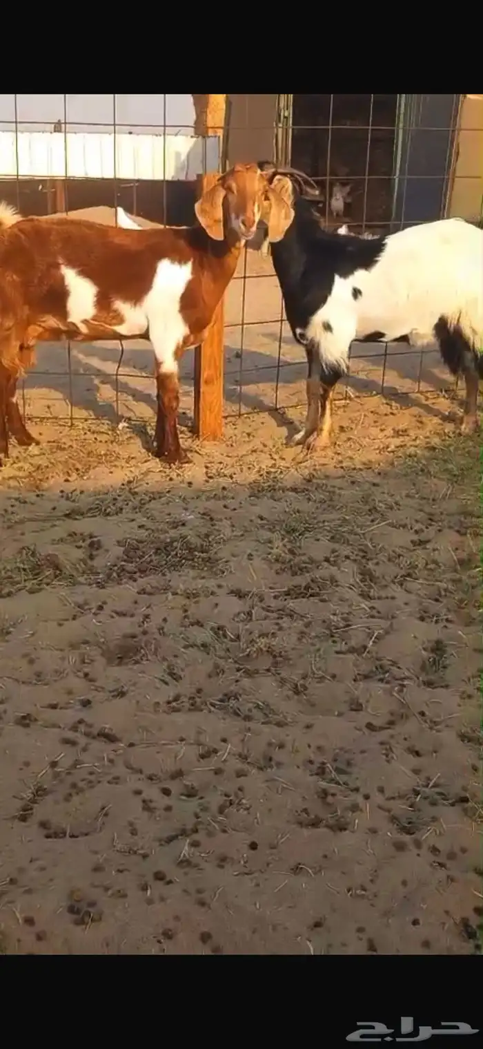 ماعز مشاريك فواخر 7