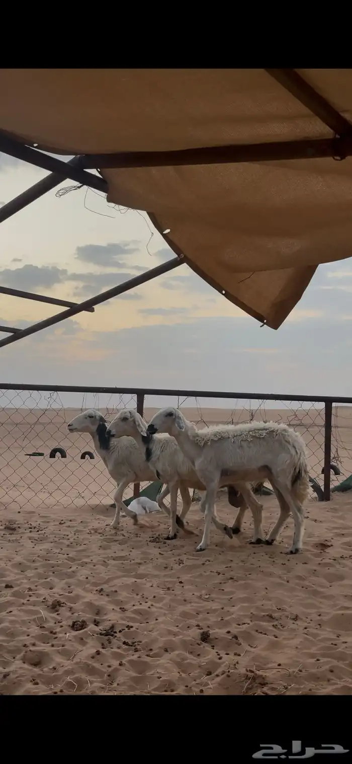 3 ضان صفر حلس للبيع 0