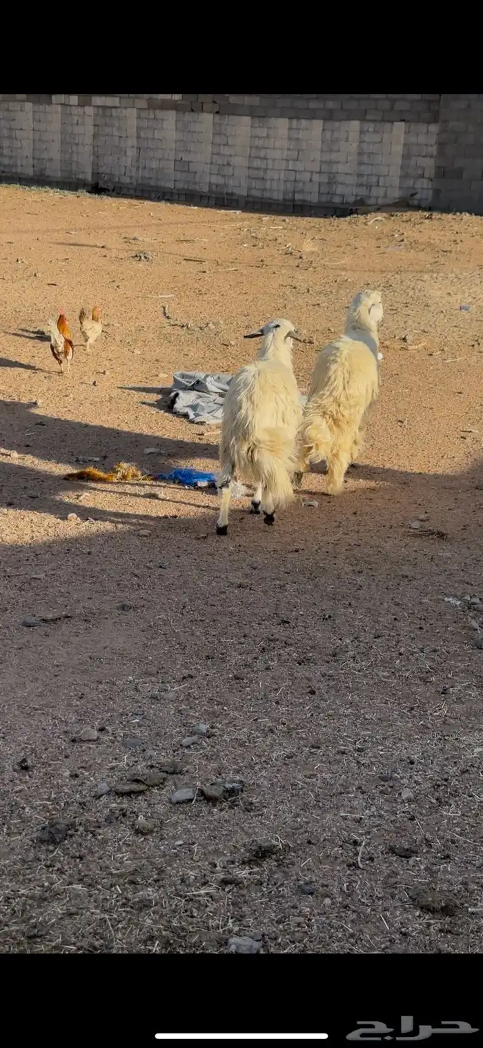 خرفان 3