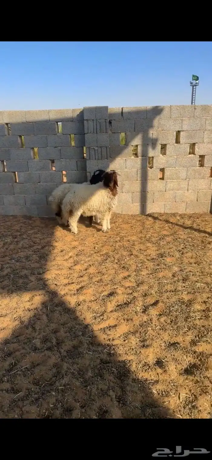 ذبايح انعيم 0