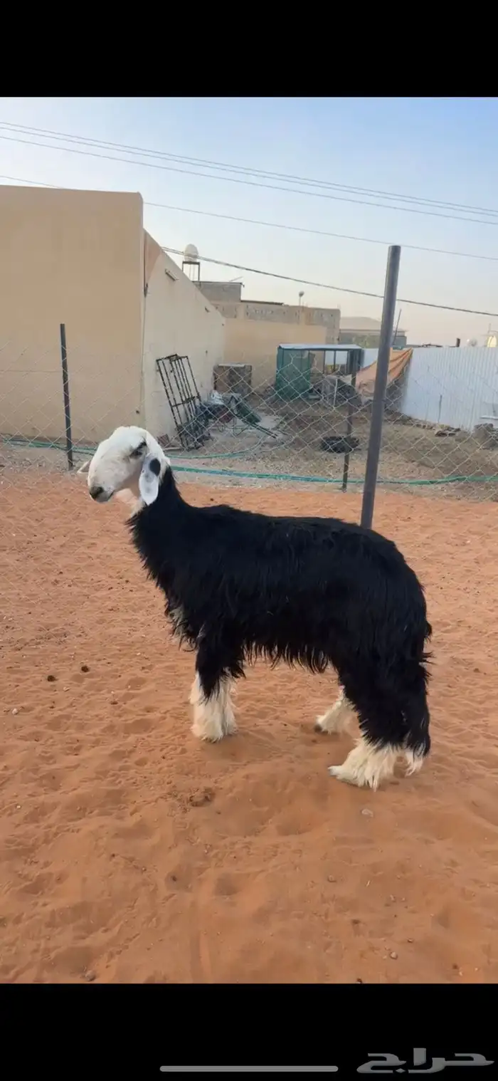 رخل نجدية كفو 2