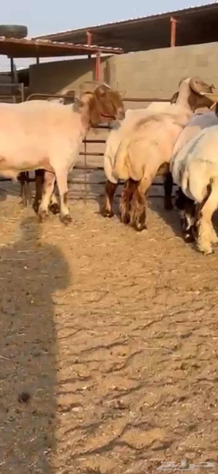 فحول أنعيم طيبه اللبييع 12