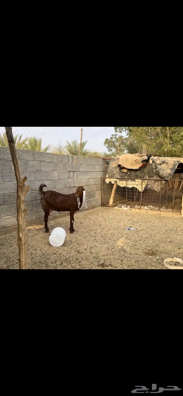 جفره مصريه والد. تم البيع 3