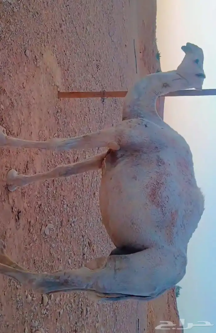 ناقتين وضح امهات رابع معشرات سليمات 3