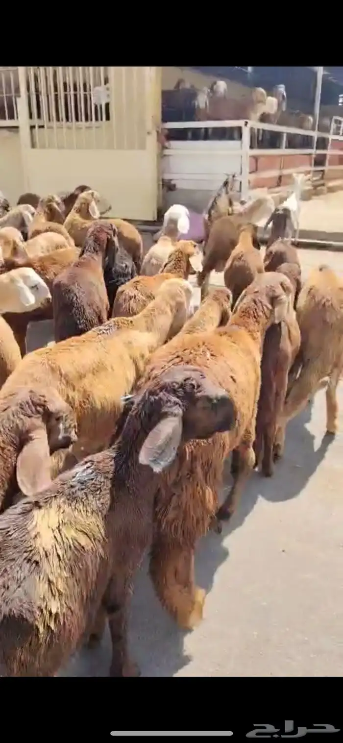 ياهل الرياض السواكني الحمري عندكم على 740 ريال 1