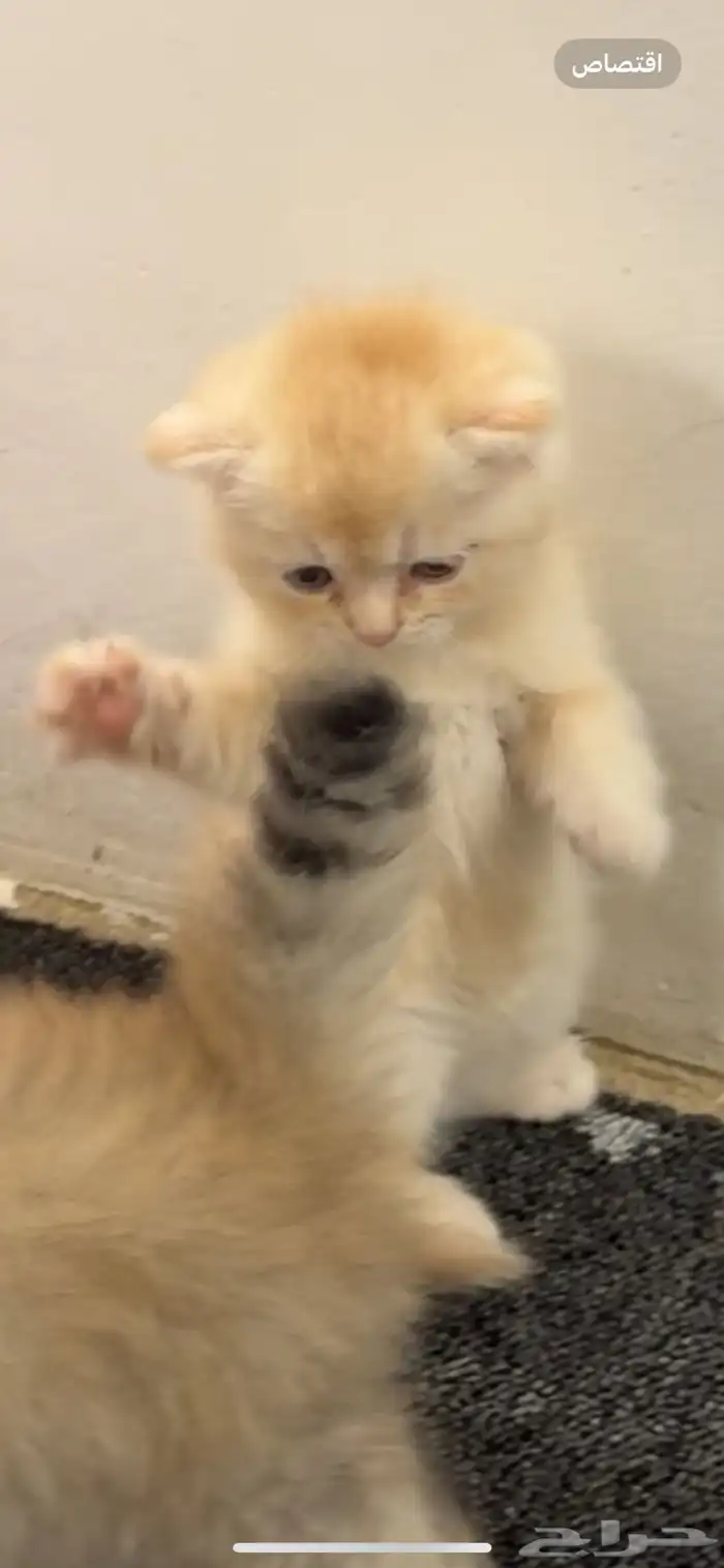 شكوتش فولد 1