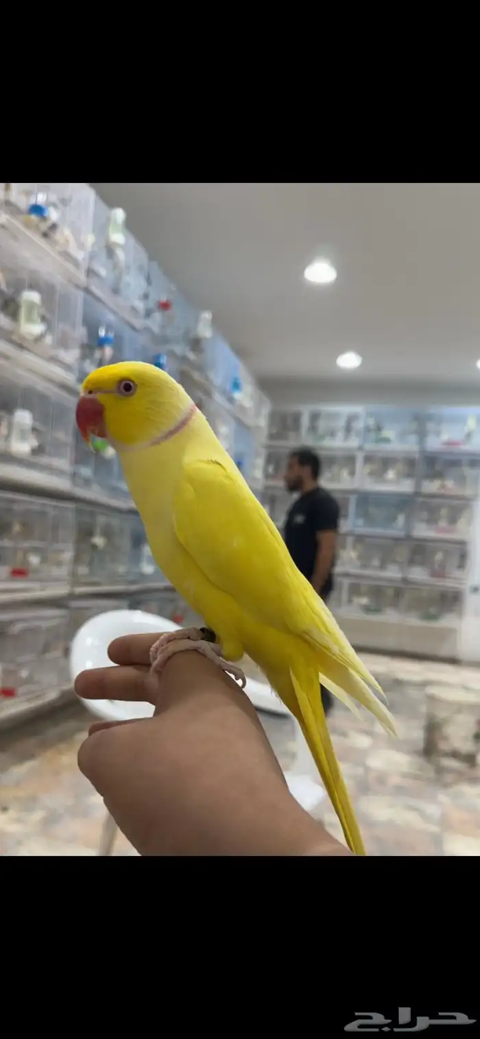 ذكر دره اصفر اليف 0