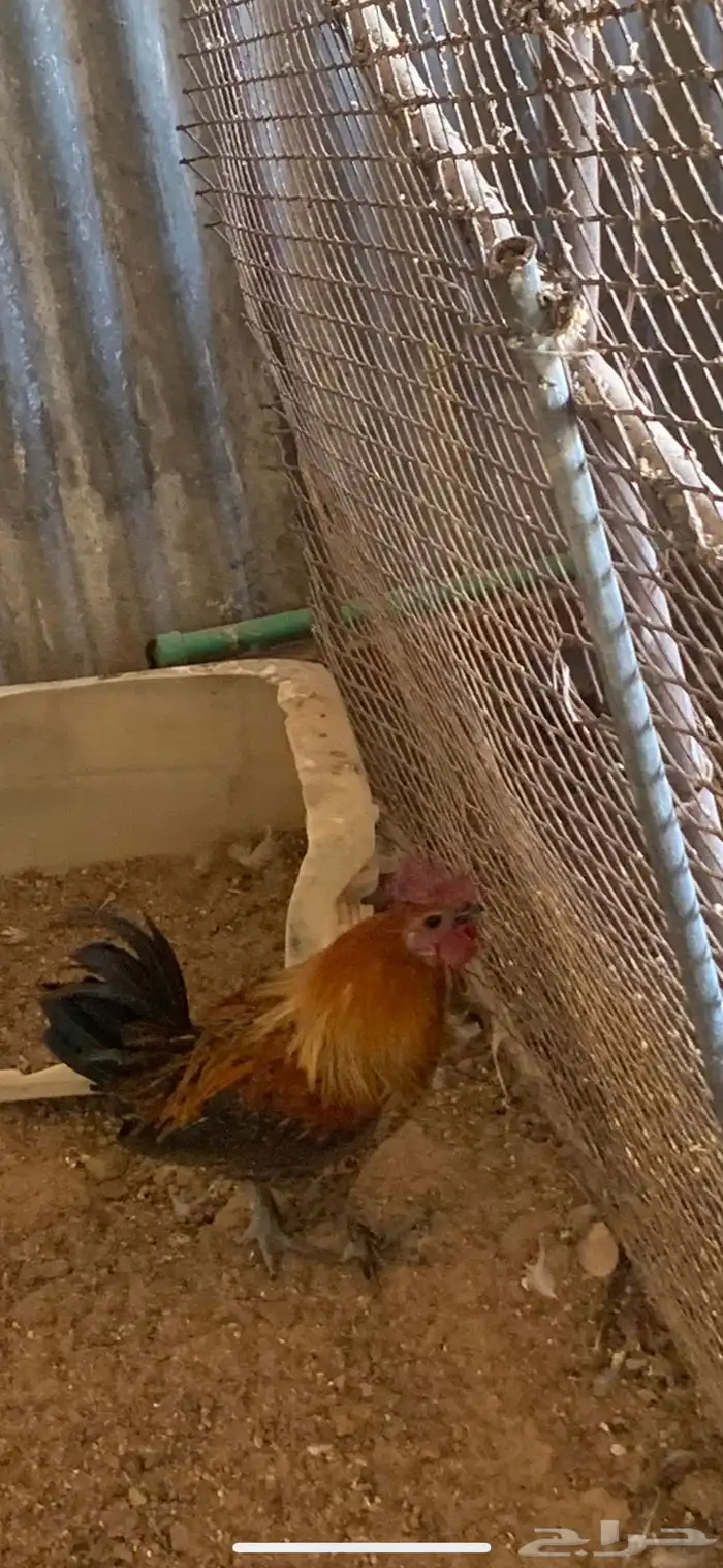 للبيع دجاج وعشه 4