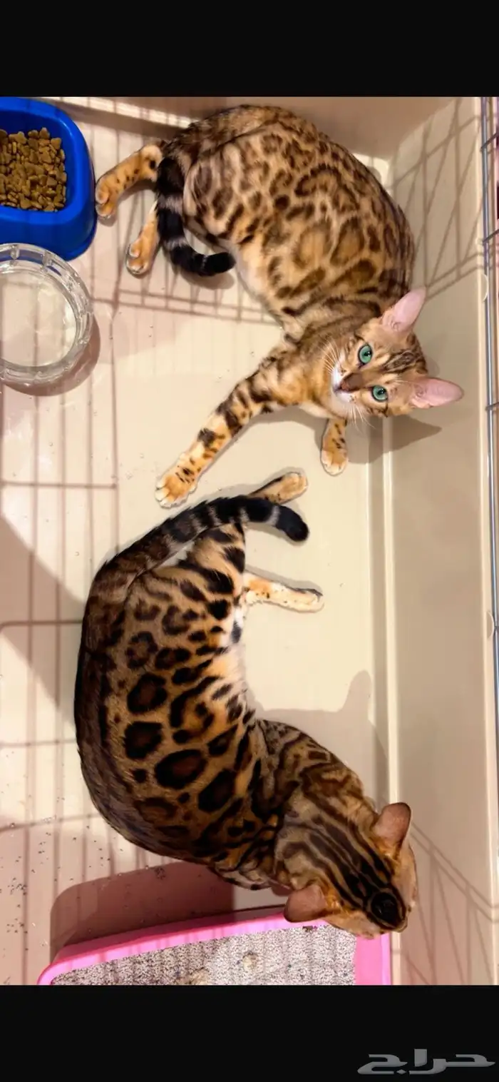 قط بنغال ذكر وانثى منتجين للبيع 0