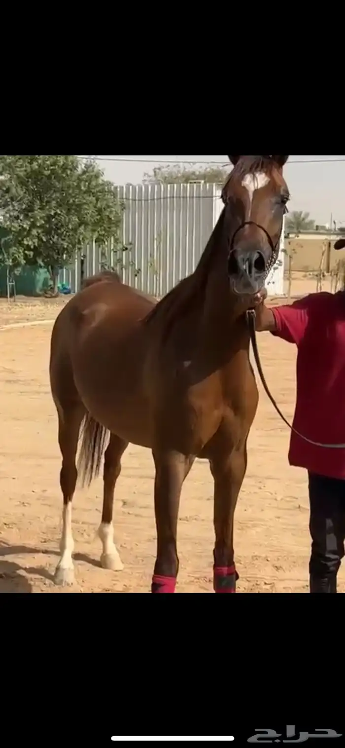 فرس واهو جمال 2