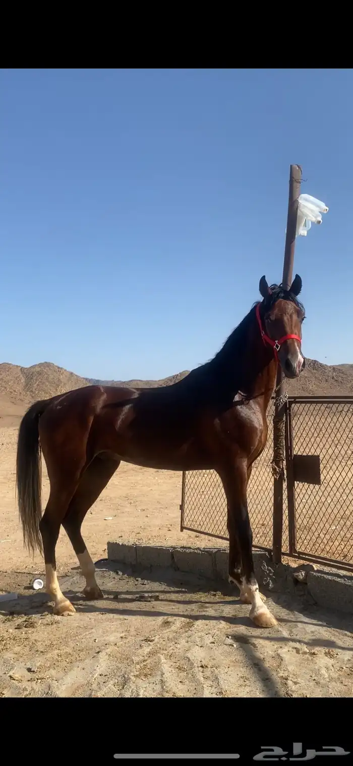 مهر شعبي 0