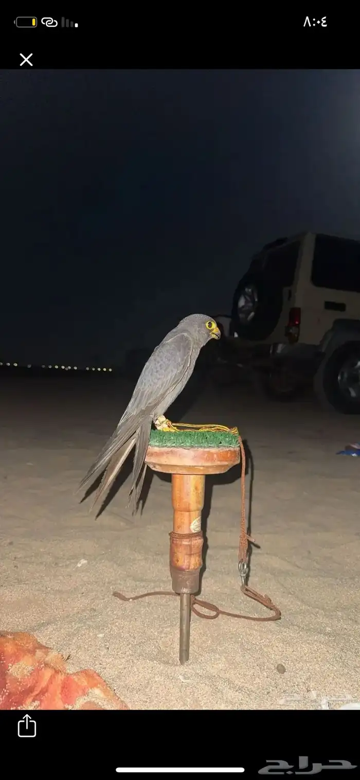 مطلوب طير بكه 0