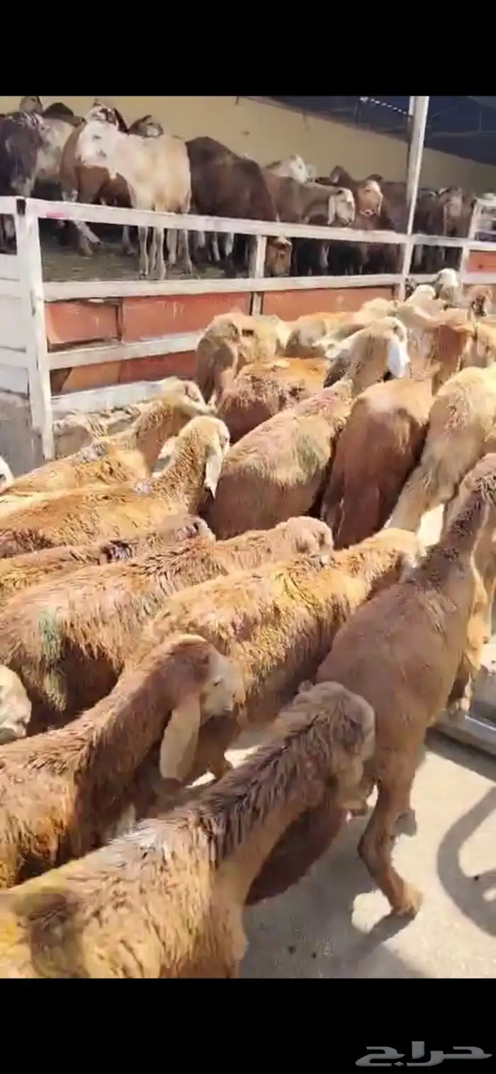 ياهل الرياض السواكني الحمري عندكم على 740 ريال 0