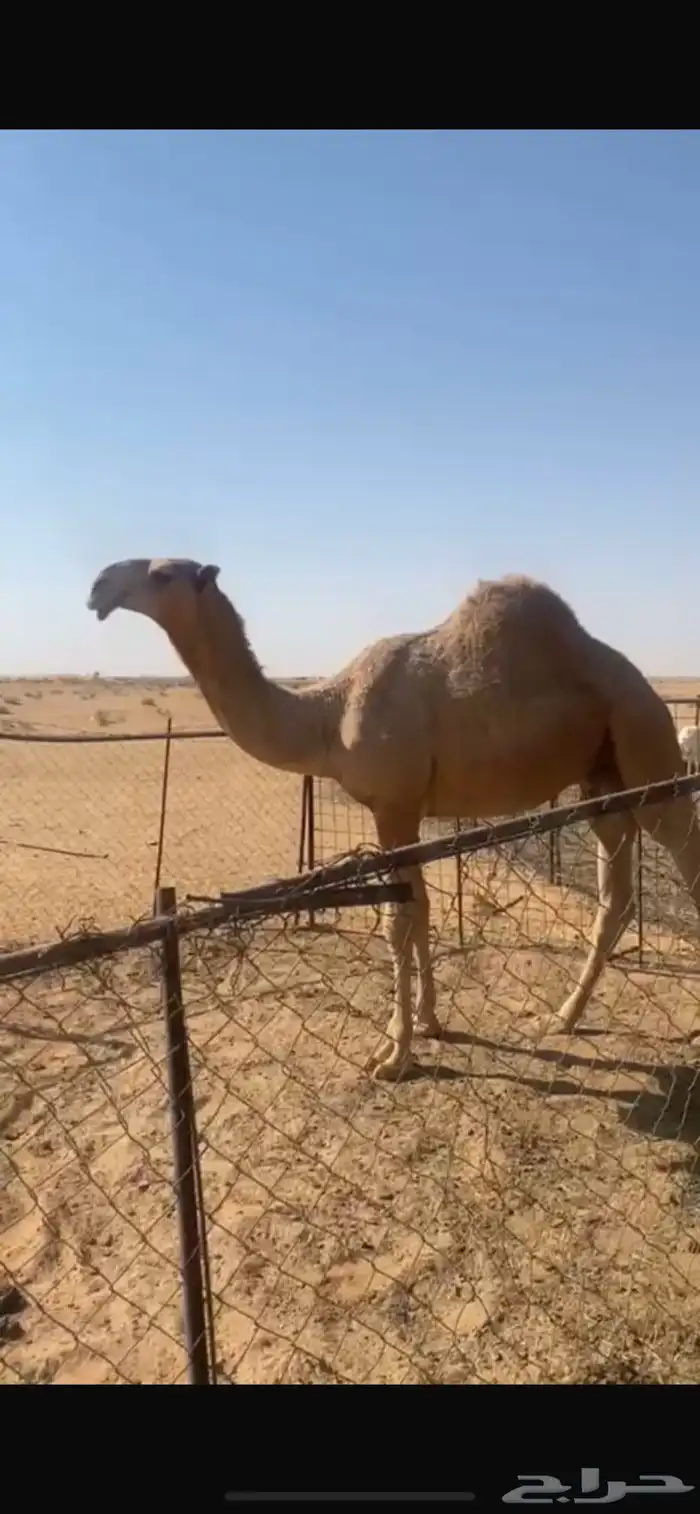 قعود حبش كفو علياني على بعير بن دهيمان الحبردي وامه رمانيه 0