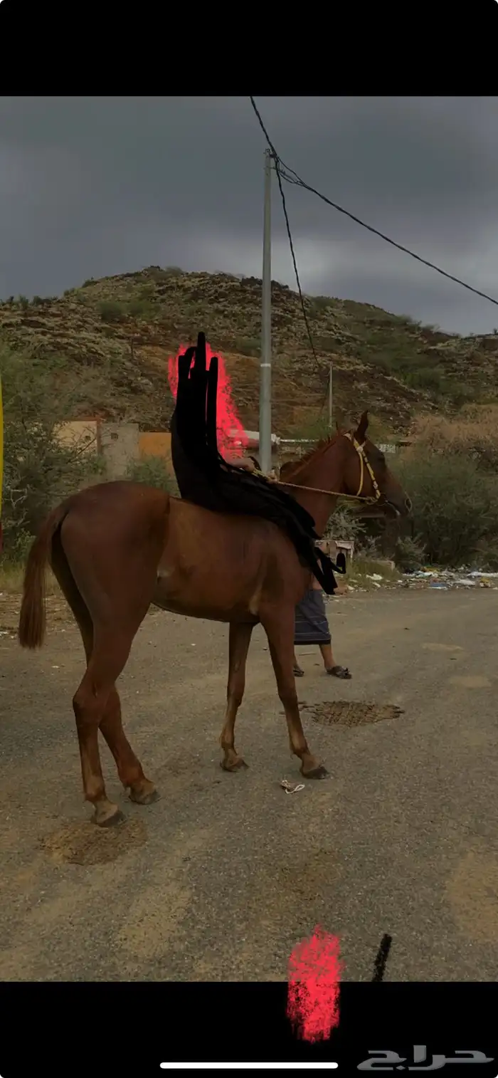 للبيع أتواصل وتساب 0