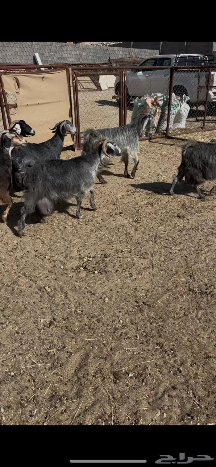 معزى ديره عربيات7(مبيوعه) 4