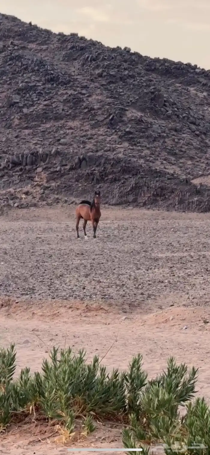 حصان معسوف و على اصوت 2
