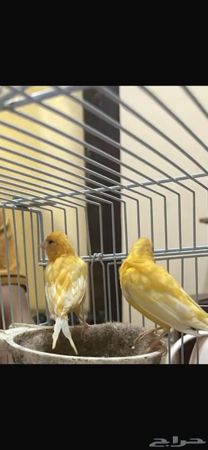 جوز كناري منتج 2