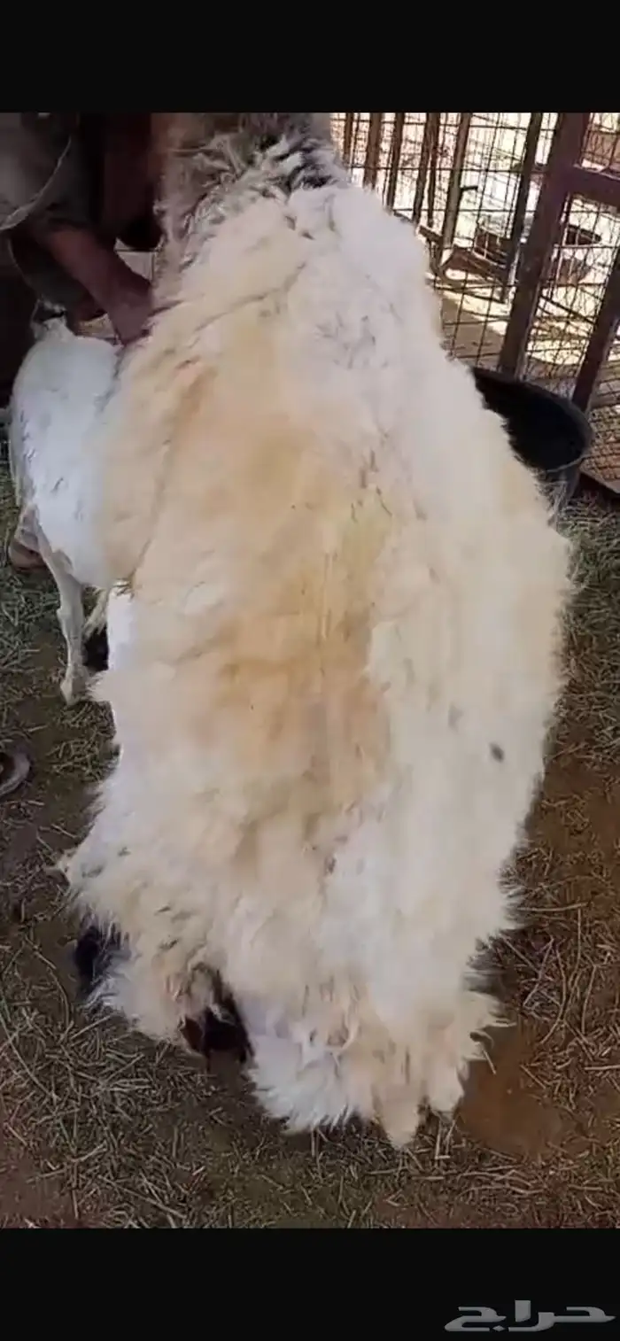 فحل للبيع نعيمي صنف 2