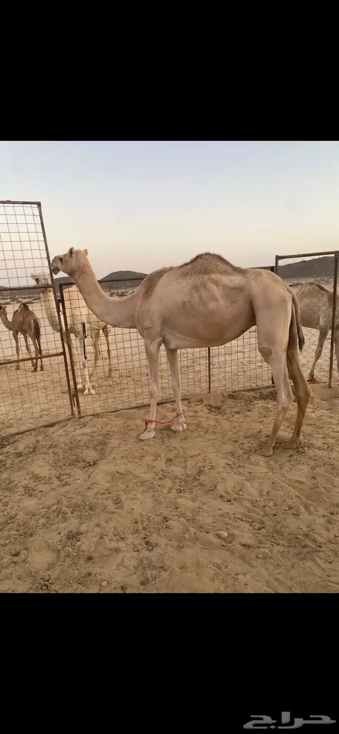 ناقه للبيع 0