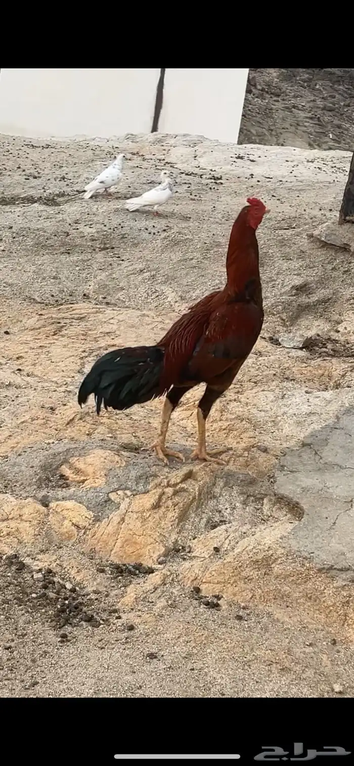 للبيع ديك باكستاني الموقع الجايزه 0
