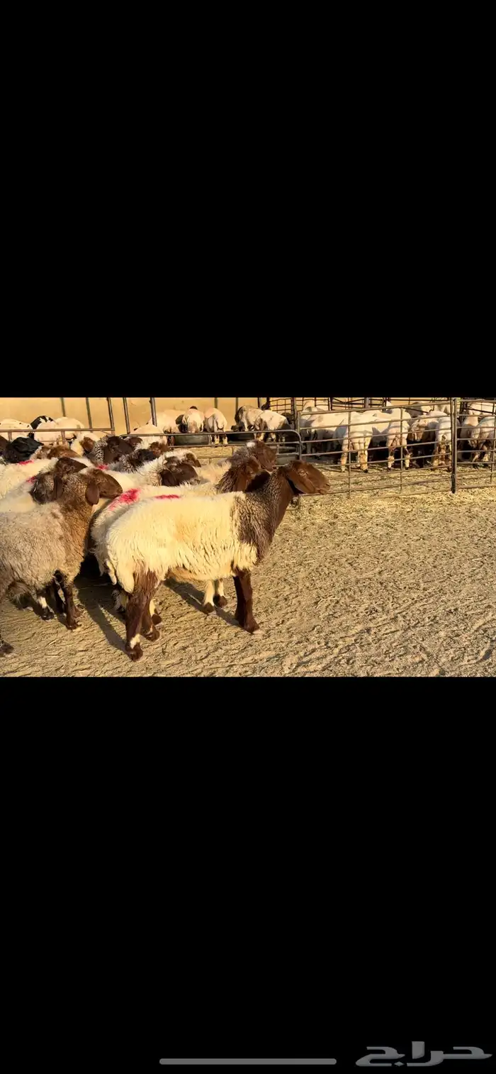 غنم نعيم دفيع 1