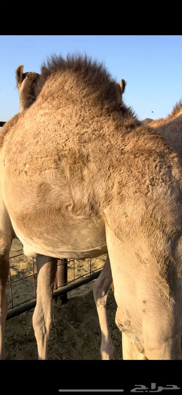 قعود وبكره بلديه للبيع 0
