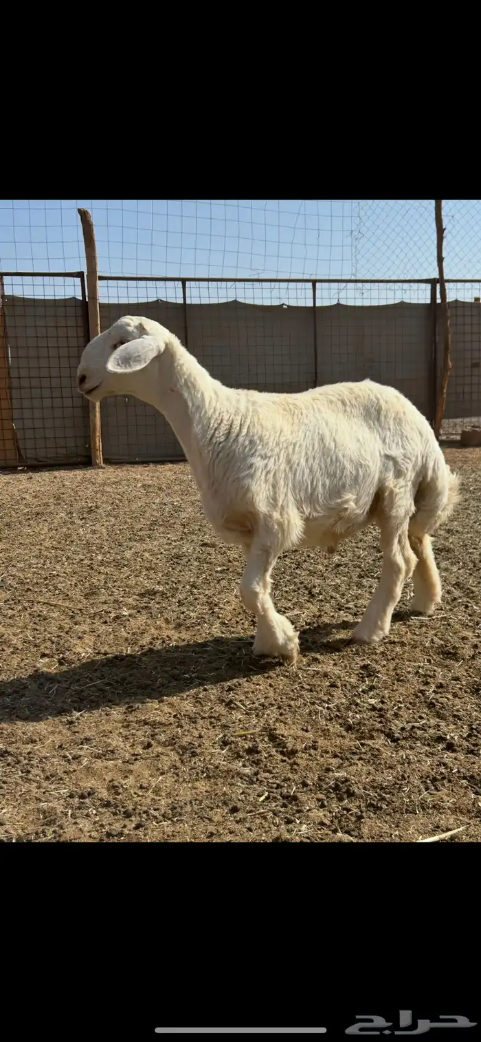 مشروع فحل صنف 2